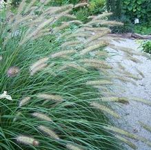 Pennisetum alopecuroides 'Hameln' Pennisetum alopecuroides 'Hameln'
