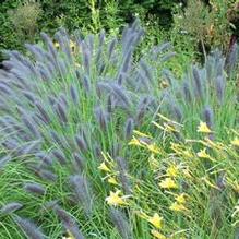 Pennisetum alopecuroides 'Redhead' Pennisetum alopecuroides 'Redhead'