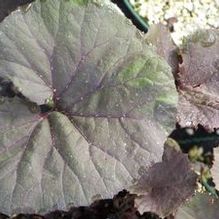 Petasites japonicus 'Purpureus' Petasites japonicus 'Purpureus'