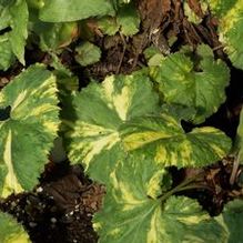 Petasites japonicus 'Variegatus' Petasites japonicus 'Variegatus'