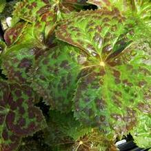 Podophyllum hexandrum (syn. emodi) Podophyllum hexandrum (syn. emodi)