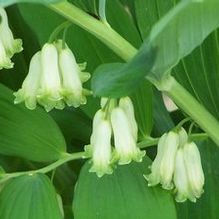 Polygonatum biflorum var. commutatum Polygonatum biflorum var. commutatum