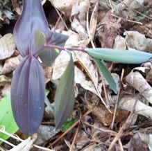 Polygonatum sibiricum 'Passion Purple' Polygonatum sibiricum 'Passion Purple'