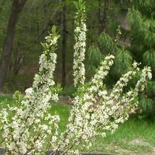Prunus besseyi 'Select Spreader' Prunus besseyi 'Select Spreader'