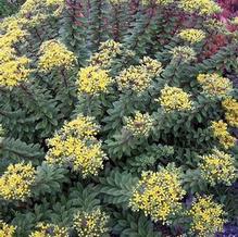 Sedum kamtschaticum (form. selskianum) Sedum kamtschaticum (form. selskianum)
