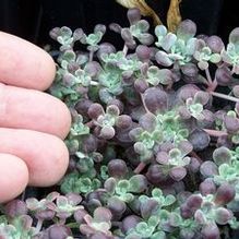 Sedum spathulifolium 'Carnea' Sedum spathulifolium 'Carnea'