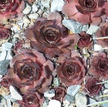 Sempervivum 'Grammens' Sempervivum 'Grammens'