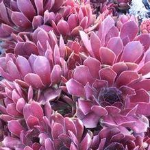 Sempervivum 'Pacific Knight' Sempervivum 'Pacific Knight'