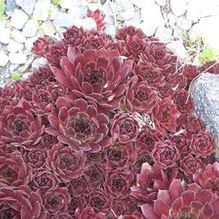 Sempervivum 'Pacific Red Rose' Sempervivum 'Pacific Red Rose'