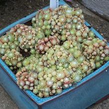 Sempervivum arachnoideum ''mini'' Sempervivum arachnoideum ''mini''