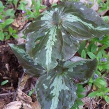 Trillium luteum 'Mocha Mint Twist' Trillium luteum 'Mocha Mint Twist'