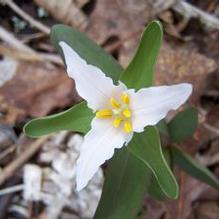 Trillium pusillum 'Roadrunner' Trillium pusillum 'Roadrunner'