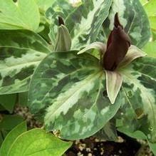 Trillium underwoodii Trillium underwoodii