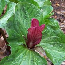 Trillium x 'Volcano' Trillium x 'Volcano'