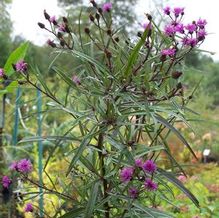 Vernonia angustifolia 'Plum Peachy' Vernonia angustifolia 'Plum Peachy'