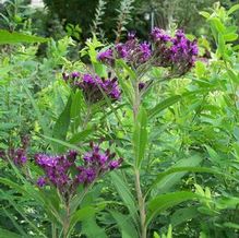 Vernonia crinita Vernonia crinita