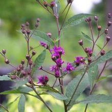Vernonia glauca Vernonia glauca