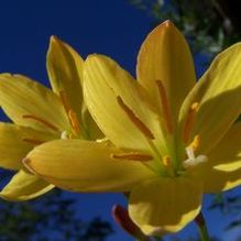 Zephyranthes x 'Midas Touch' Zephyranthes x 'Midas Touch'