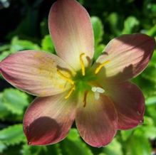Zephyranthes x 'Scarlet Pimpernel' Zephyranthes x 'Scarlet Pimpernel'