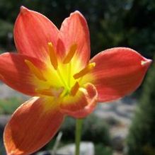 Zephyranthes x 'Star of Bethlehem' Zephyranthes x 'Star of Bethlehem'
