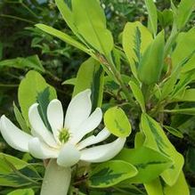 Magnolia virginiana 'Mattie Mae Smith' Magnolia virginiana 'Mattie Mae Smith'