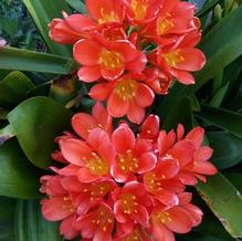 Clivia miniata Clivia miniata