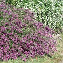 Bush Clover Bush Clover