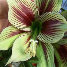 Butterfly Hippeastrum Butterfly Hippeastrum