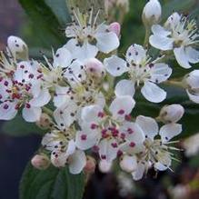 Brilliant Red Chokeberry Brilliant Red Chokeberry