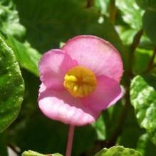 Begonia Begonia