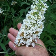 Butterfly Bush Butterfly Bush