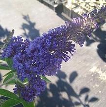Butterfly Bush Butterfly Bush