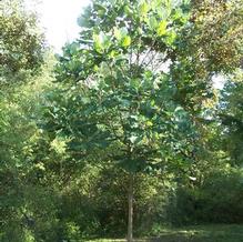 Bigleaf Magnolia Bigleaf Magnolia