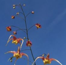Barrenwort Barrenwort