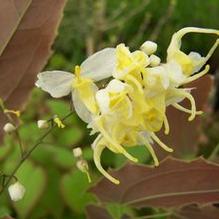 Barrenwort Barrenwort