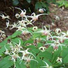 Barrenwort Barrenwort