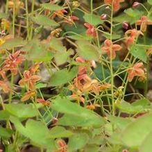 Barrenwort Barrenwort