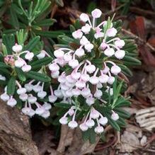 Bog Rosemary Bog Rosemary