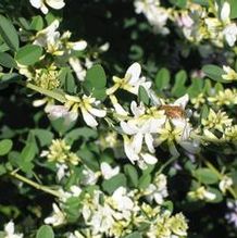 Bush Clover Bush Clover