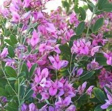 Bush Clover Bush Clover