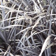 Black Mondo Grass Black Mondo Grass