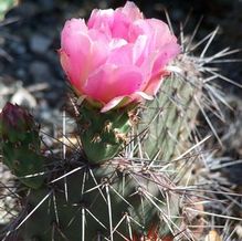 Beaver Tail Cactus Beaver Tail Cactus