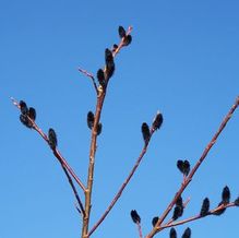 Black Pussy Willow Black Pussy Willow
