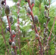 Bluestem Willow Bluestem Willow