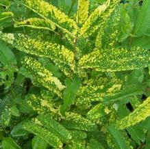 Burnet Burnet