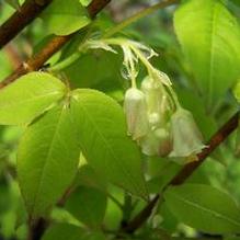 Bladdernut Bladdernut