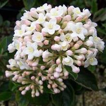 Burkwood Hybrid Viburnum Burkwood Hybrid Viburnum