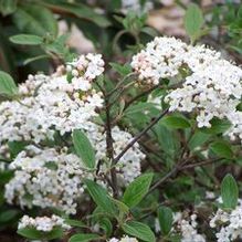 Burkwood Hybrid Viburnum Burkwood Hybrid Viburnum