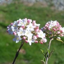 Burkwood Hybrid Viburnum Burkwood Hybrid Viburnum