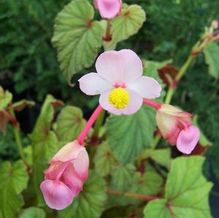 Begonia Begonia